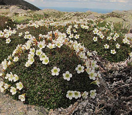 white-flower-mountaintop2